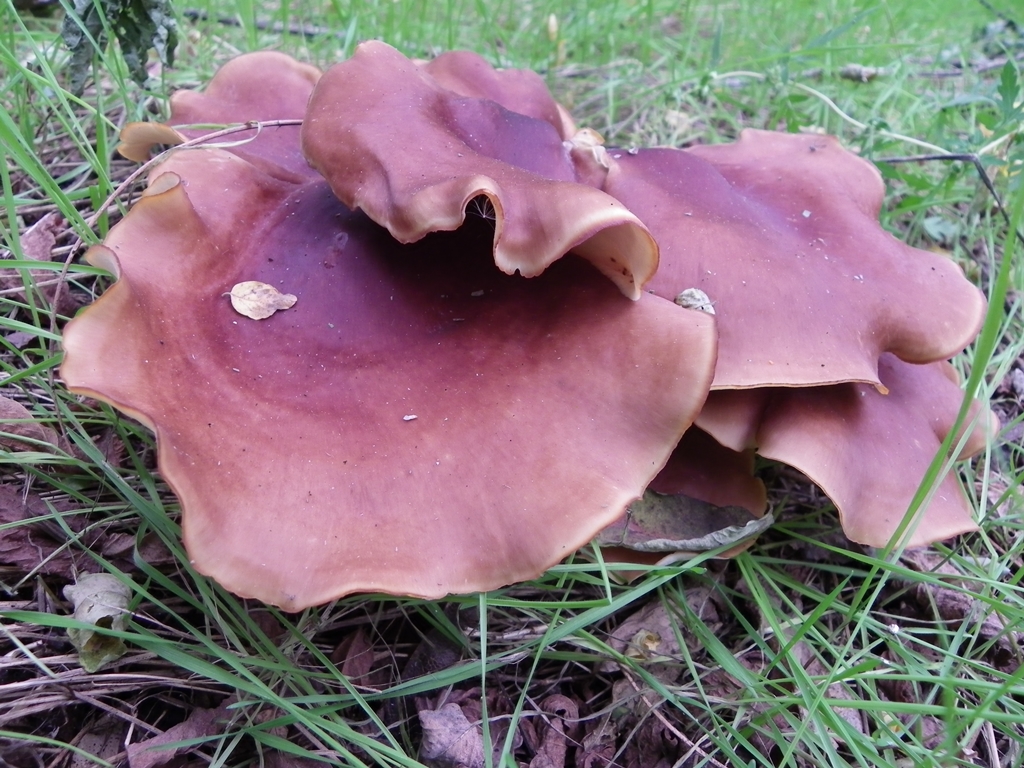 Fényes likacsosgomba
